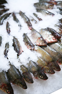 fish from morocco