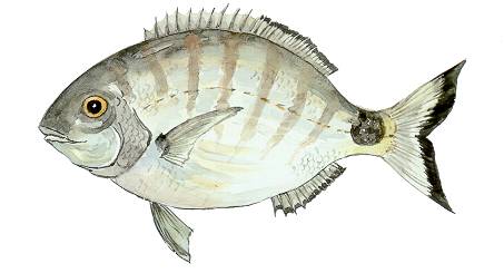 seabream , Vrai Sar