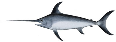 Swordfish , Espadon 
