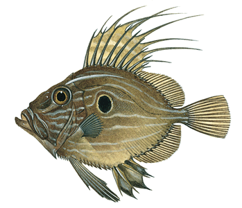 Silver John dory 
